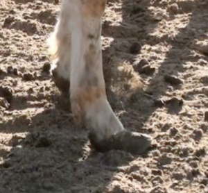 Neglected mustang feet Utah