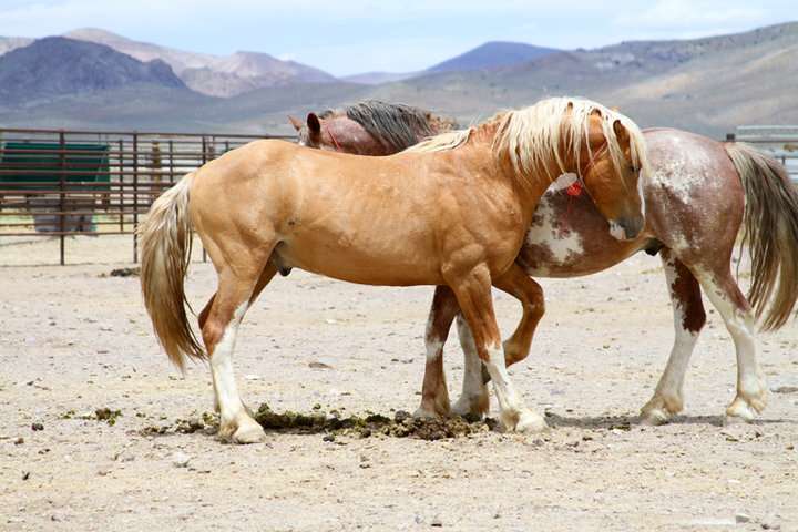 Cynthia Smalley Stud at PVC