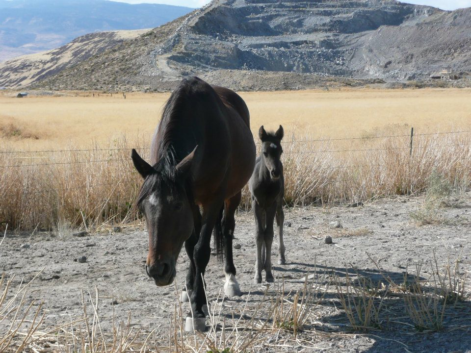 At the auction to save wild horses from killbuyers Protect Mustangs™