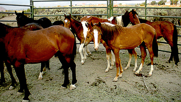 VIRGINIA-RANGE-HORSES-CAPTURED-20121