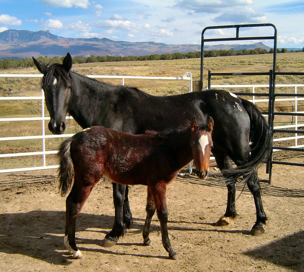PM HV Jesse&JJ101012Colorado
