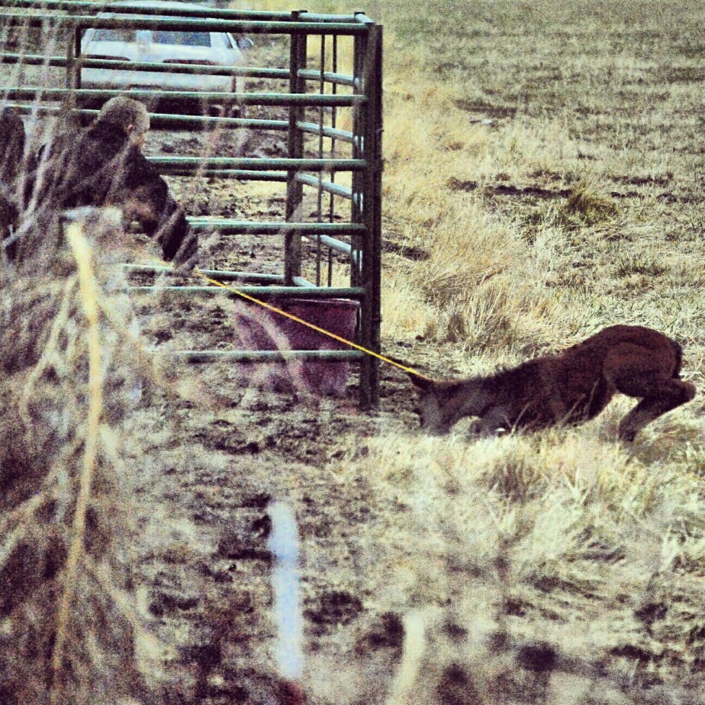 Reno: Damonte wild horses trapped w/ cruelty